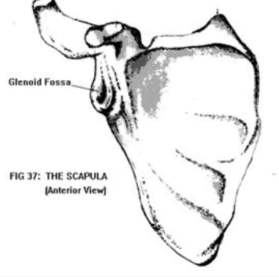 <p>cat #3 / shallow basin-like depression often articular surface / glenoid fossa in scapula</p>