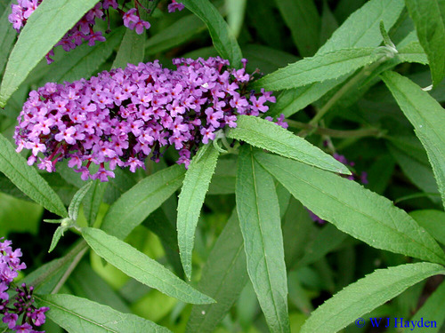 <p>Butterfly Bush Loganiaceae</p>