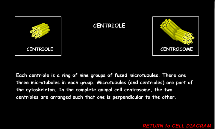 <p><span>Helps with cell division</span></p>