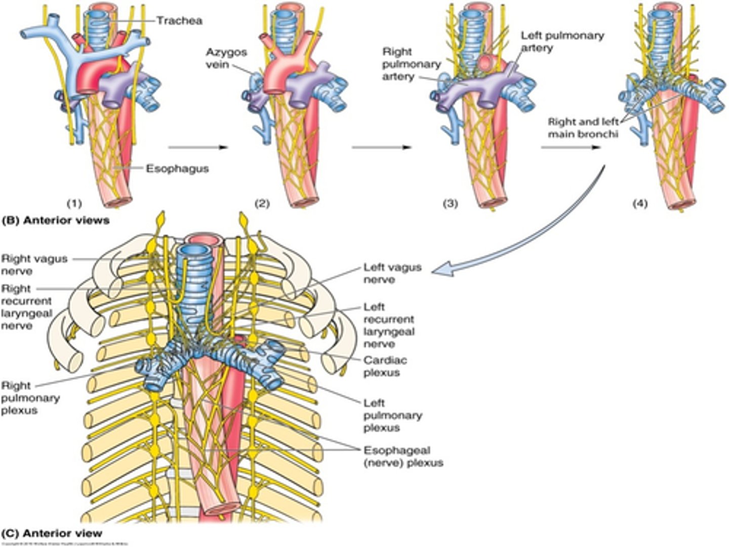 <p>nerves are bundles of axons of neurons</p><p>3 types of nerves</p><p>sensory nerves (composed of the axons of sensory neurons)</p><p>motor nerves (composed of the axons of motor neurons)</p><p>mixed nerves (compose of the axons of both)</p>