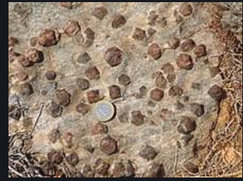 <p>Porphyroblasts</p>