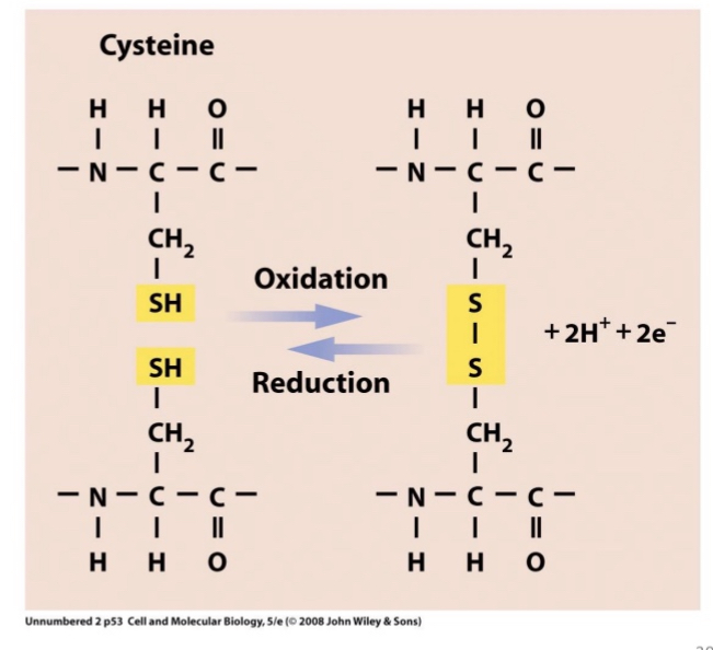 <p><span>form disulfide bonds in oxidizing conditions</span></p>