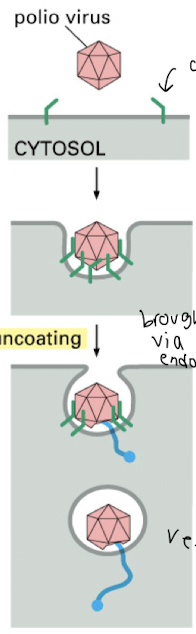 <ul><li><p>Poliovirus protein on CAPSID binds to receptors </p></li><li><p>Uncoating occurs once brought in via endocytosis </p></li><li><p>Results in CAPSID docking onto endocytic membrane and mRNA is secreted </p></li></ul><p></p>
