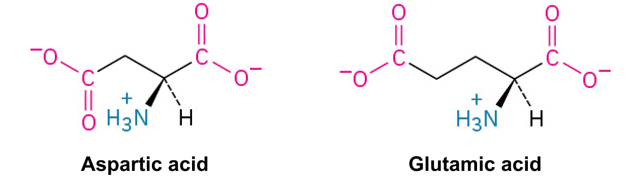 <p>An acidic amino acid with a carboxyl group that loses protons, becoming negatively charged. <span>They are often involved in active sites of enzymes.</span></p>