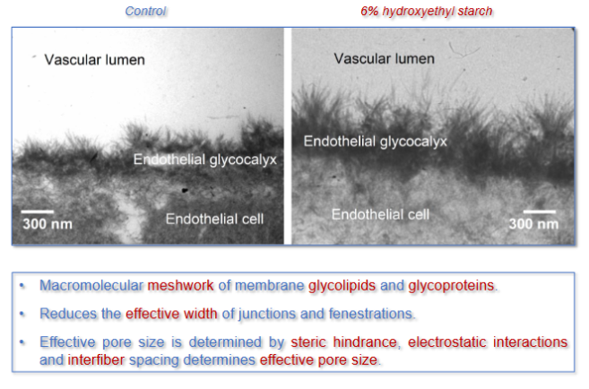 <ul><li><p>Macromolecular meshwork of membrane glycolipids and glycoproteins</p></li><li><p>Reduces the effective width of junctions and fenestrations</p></li><li><p>Effective pore size is determined by steric hindrance, electrostatic interactions and interfibre spacing determines effective pore size. </p></li></ul><p></p>
