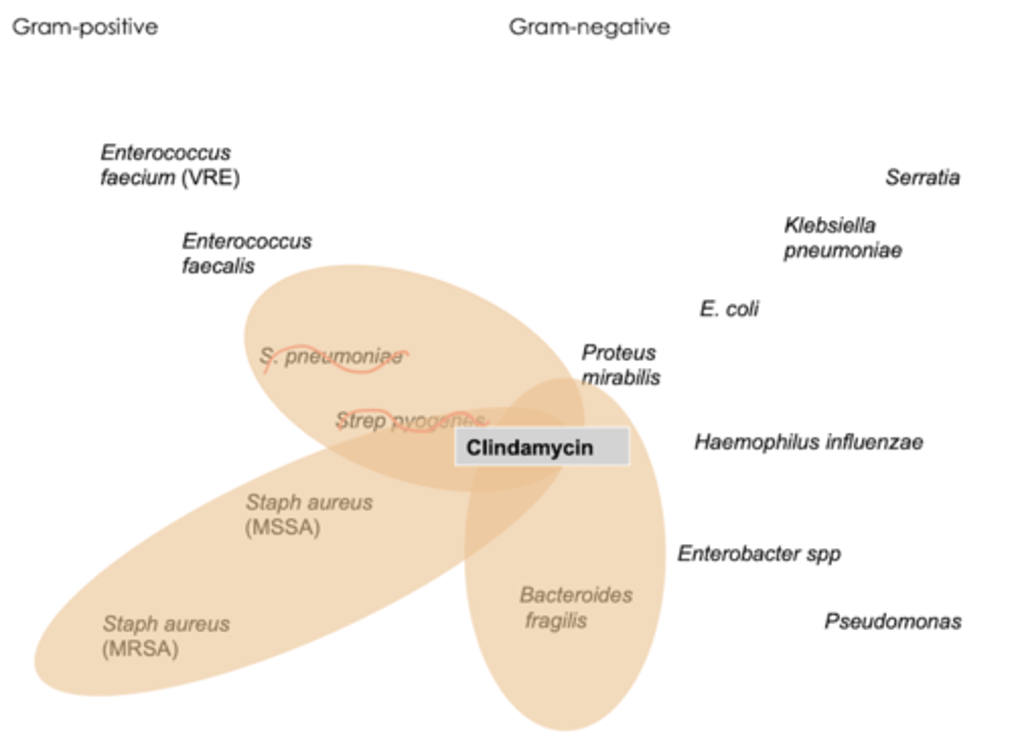 <p>- aerobic gram + including MRSA &amp; anaerobes </p><p>"clinda ABOVE (gram + anaerobes), metronidazole BELOW (gram - anaerobes) </p>