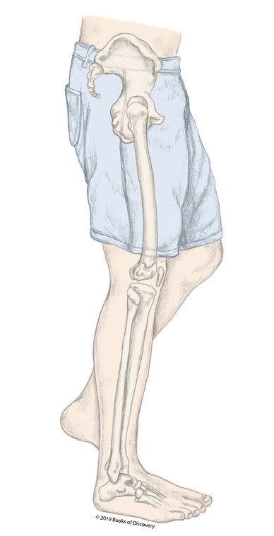 <p>What stage of the stance phase is the R LE in?</p>