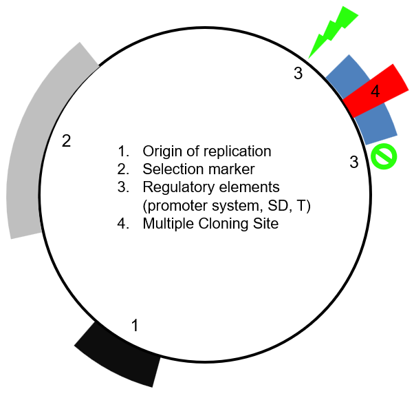 <ol><li><p>Origin of replication (Ori)</p></li><li><p>Selection marker</p></li><li><p>Regulatory elements</p></li><li><p>Multiple cloning site</p></li></ol><p></p>