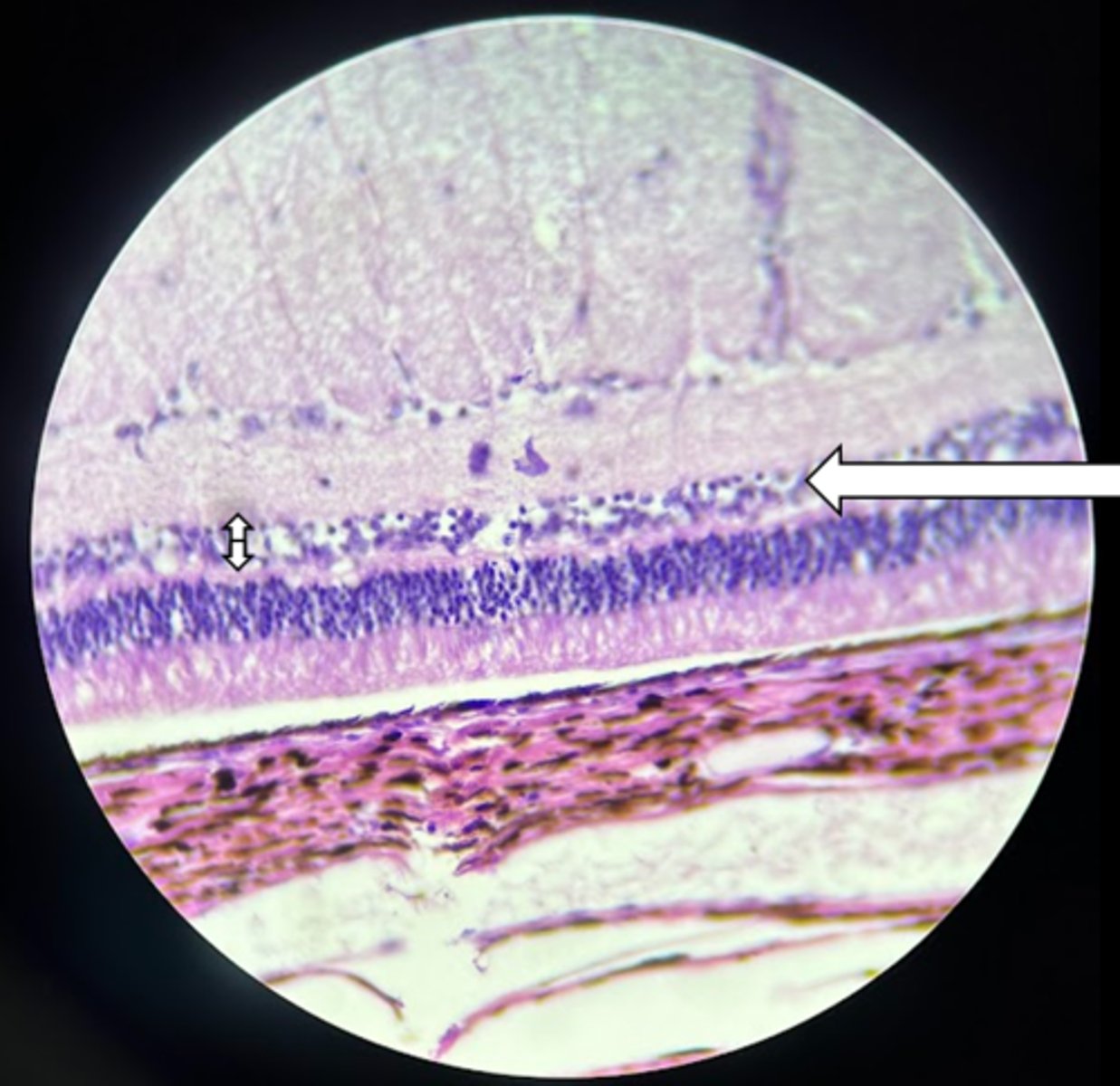 <p>name the structure</p>