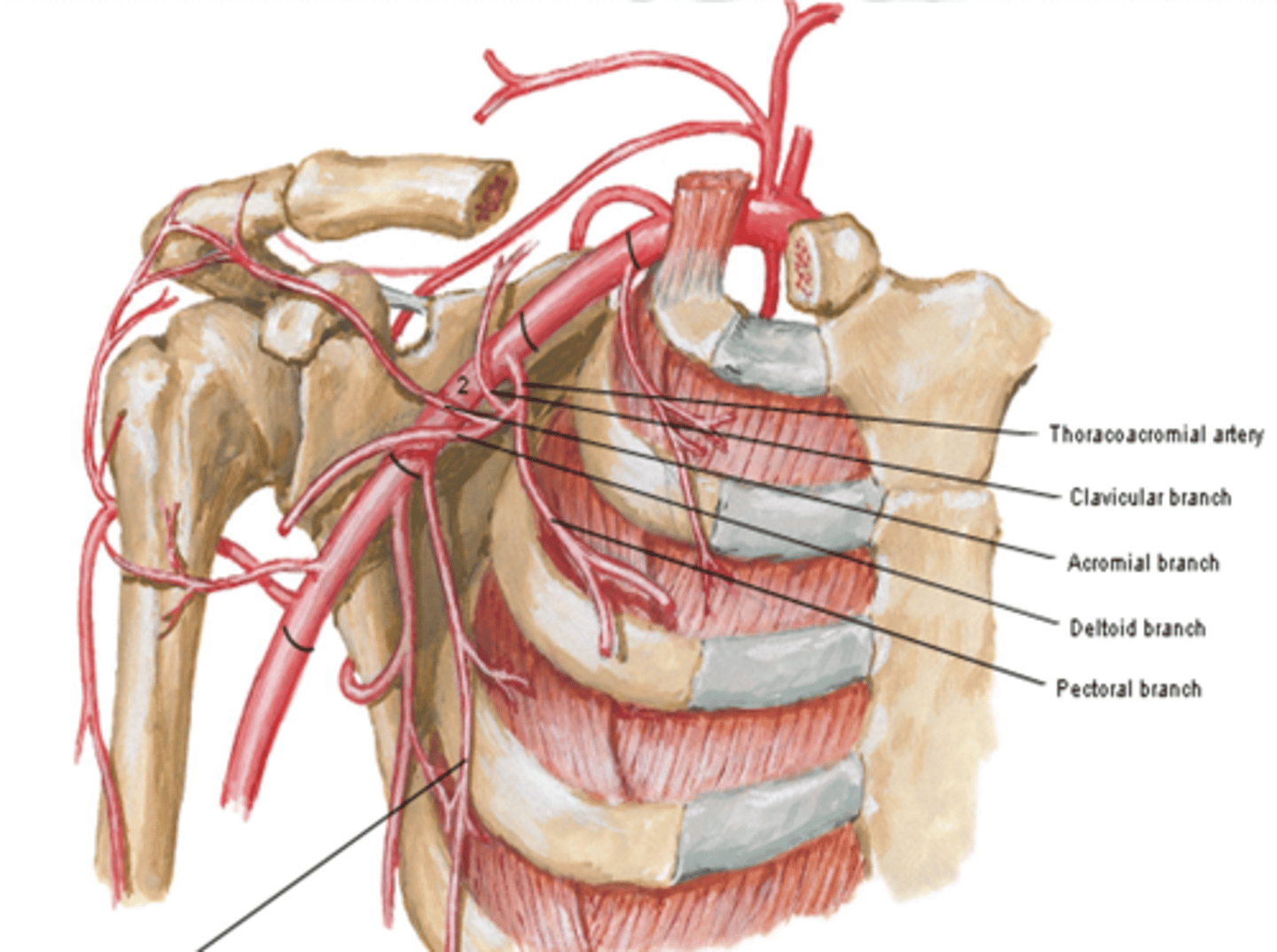 <p>pectoralis major and minor muscles</p>