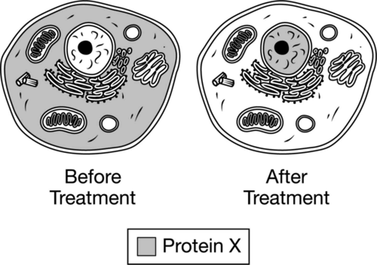 <p>Protein X is a transcription factor</p>