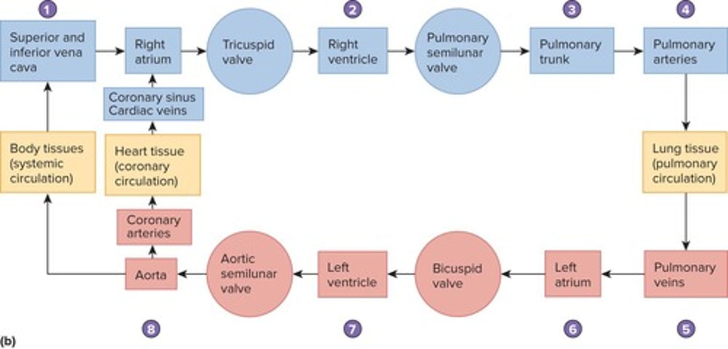 <p>Right atrium → tricuspid valve → right ventricle → pulmonary semilunar valve → pulmonary trunk → lungs.</p>