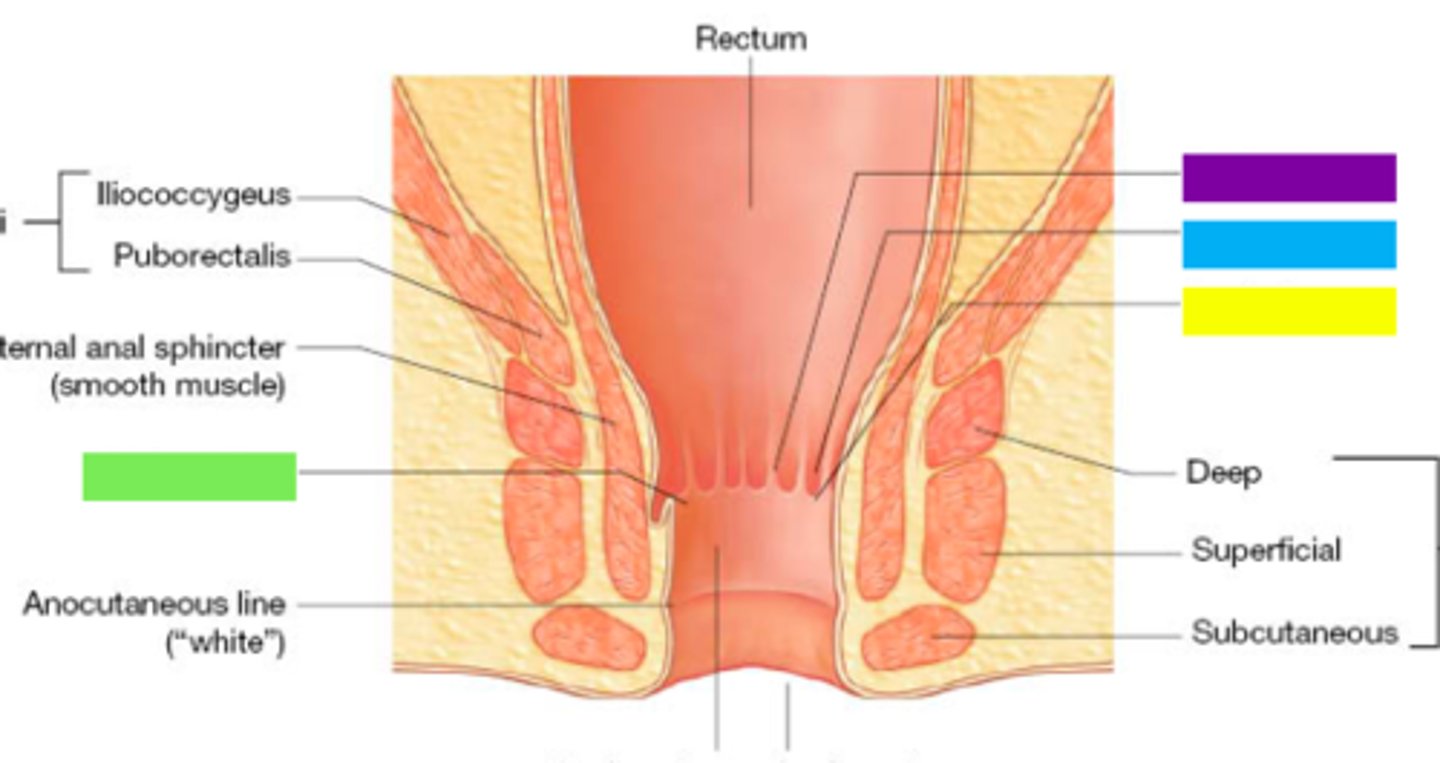 <p>What part of the alimentary canal is this?</p>