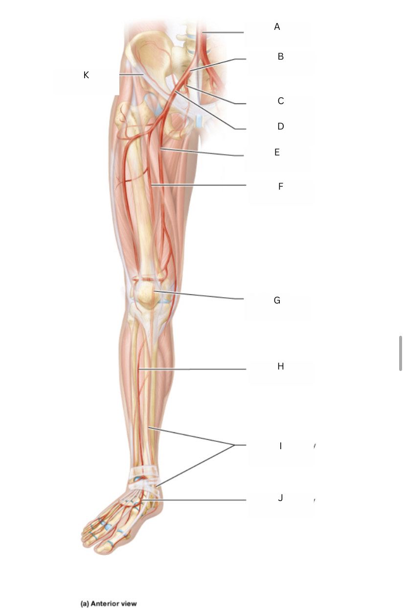 <p>(Arteries of the lower limb) what letter is F</p>