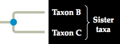 -groups that share an immediate common ancestor