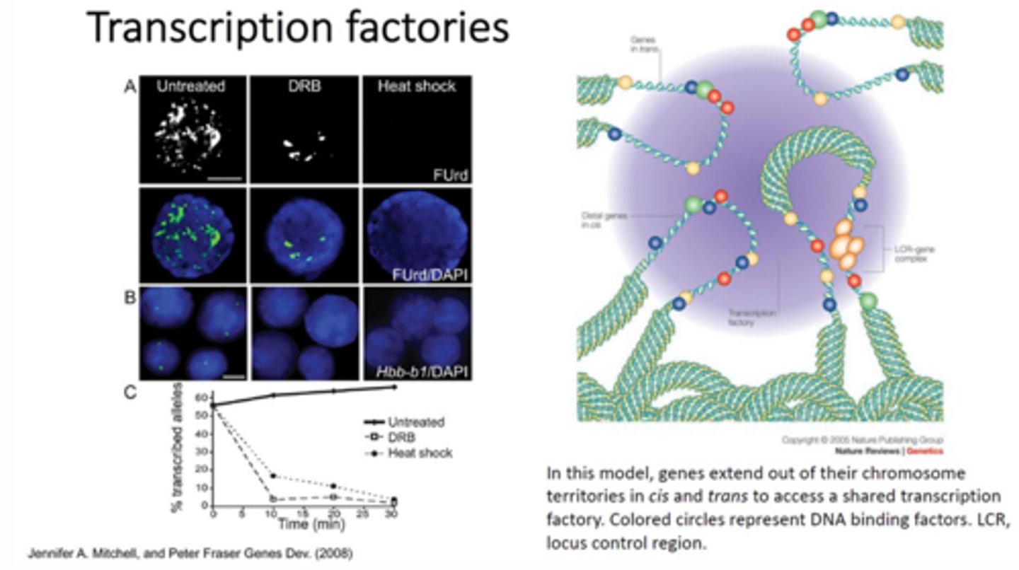 <p>Within the nucleus, these are regions where transcription is occurring and the chromosomes/regions that need to be transcribed are moving into these regions and opening up for transcription.</p><p>This is supported by labelling newly synthesized RNA so that it can be viewed using fluorescence and viewing the nuclear activity. When this experiment is performed, it is seen that there are many localized regions of RNA rather than it being confluent through the nucleus. After inhibition of RNA pol II, there are some focal points left that illustrate where RNA pol I is transcribing rRNA. After heat shocking the nucleus, there are no focal points of new RNA.</p>
