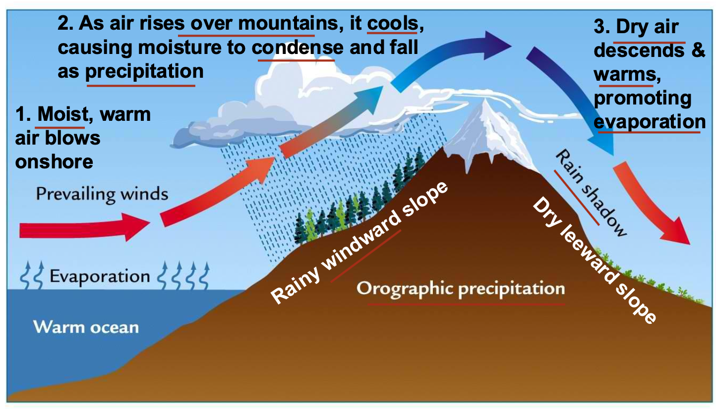 <p>C. Its position in a rain shadow region</p>