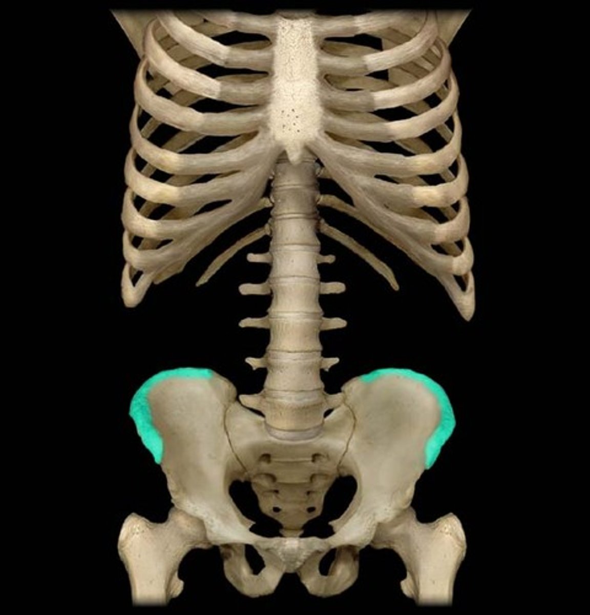 <p>L4-L5</p>