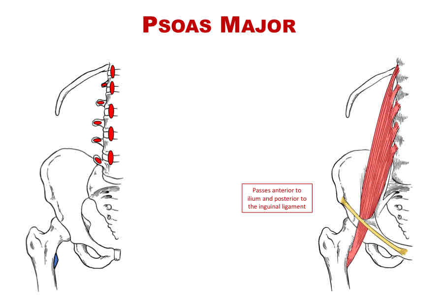 <p>Nerve Supply of Psoas Major</p>