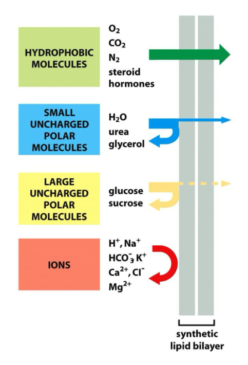 <p>Molecules that can diffuse spontaneously</p><p>-Gases (CO2, O2)</p><p>-Small hydrophobic molecules</p>