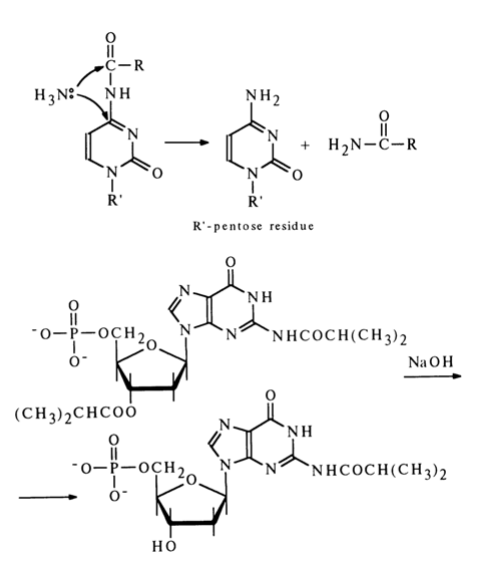 <ul><li><p>Amido jungtis lengvai nutrūksta esant NH3, tačiau išlieka stabilus šarminėje terpėje (pH>12);</p></li><li><p>Sacharidų esterinius ryšius lengvai suardo tiek šarmai, tiek NH3;</p></li><li><p>Acto rūgšties darinių atveju amido jungties stabilumas mažėja: guanozinas > adenozinas > citidinas. N4 -acilintuose citidino 5’ -fosfatuose amido stabilumas mažėja kintant acilo grupei: benzoil -> acetil -.</p></li></ul><p></p><p></p>
