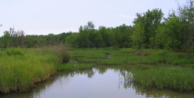 <p>Wetlands</p>