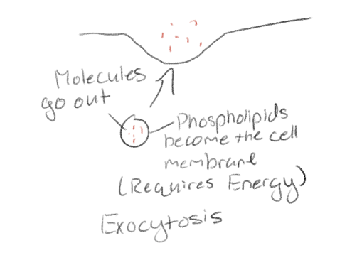 <p>Transport of large substances out of cell</p><p>Vesicles fuses with plasma membrane</p>
