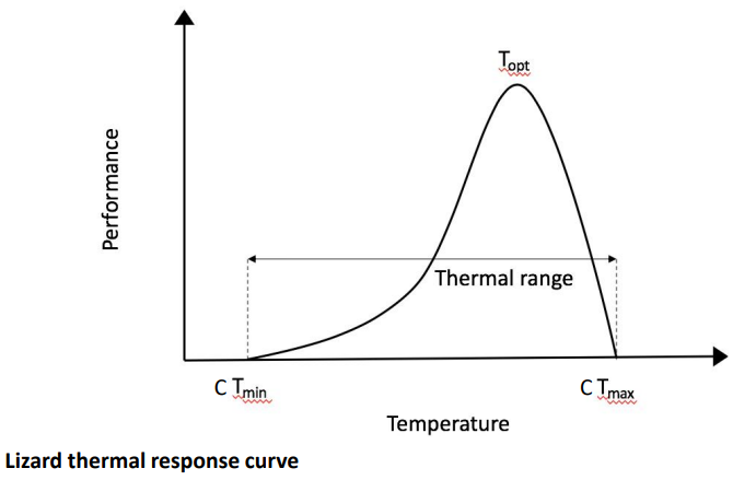 <p>What is the generalized thermal response curve for lizards?</p><p></p><p>Define Topt, CTmin, and CTmax, and explain how they help determine thermal range of a species</p>