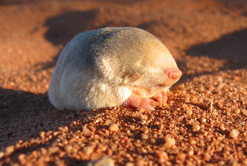 <p>Family <span style="background-color: transparent;"><strong><span>Chrysochloridae (</span></strong><span>golden moles)</span><strong><span>, geomyidae </span></strong><span>(pocket gophers), </span><strong><span>heterocephalidae </span></strong><span>(naked mole rats)</span><strong><span>, </span></strong><span>and </span><strong><span>Talpidae </span></strong><span>(moles, desmans)</span></span></p>