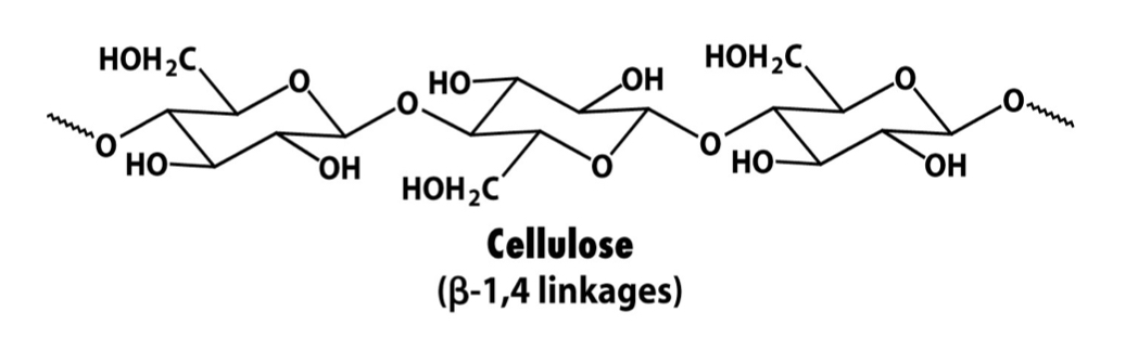 Polymer formed by polymerisation of β-D-glucose via 1-4 glycosidic linkages. (Disaccharide is cellobiose). Major component of plant cell walls and one of the msot common biopolymers on earth. Adjacent chains hydrogen bond to one another for rigidity. 