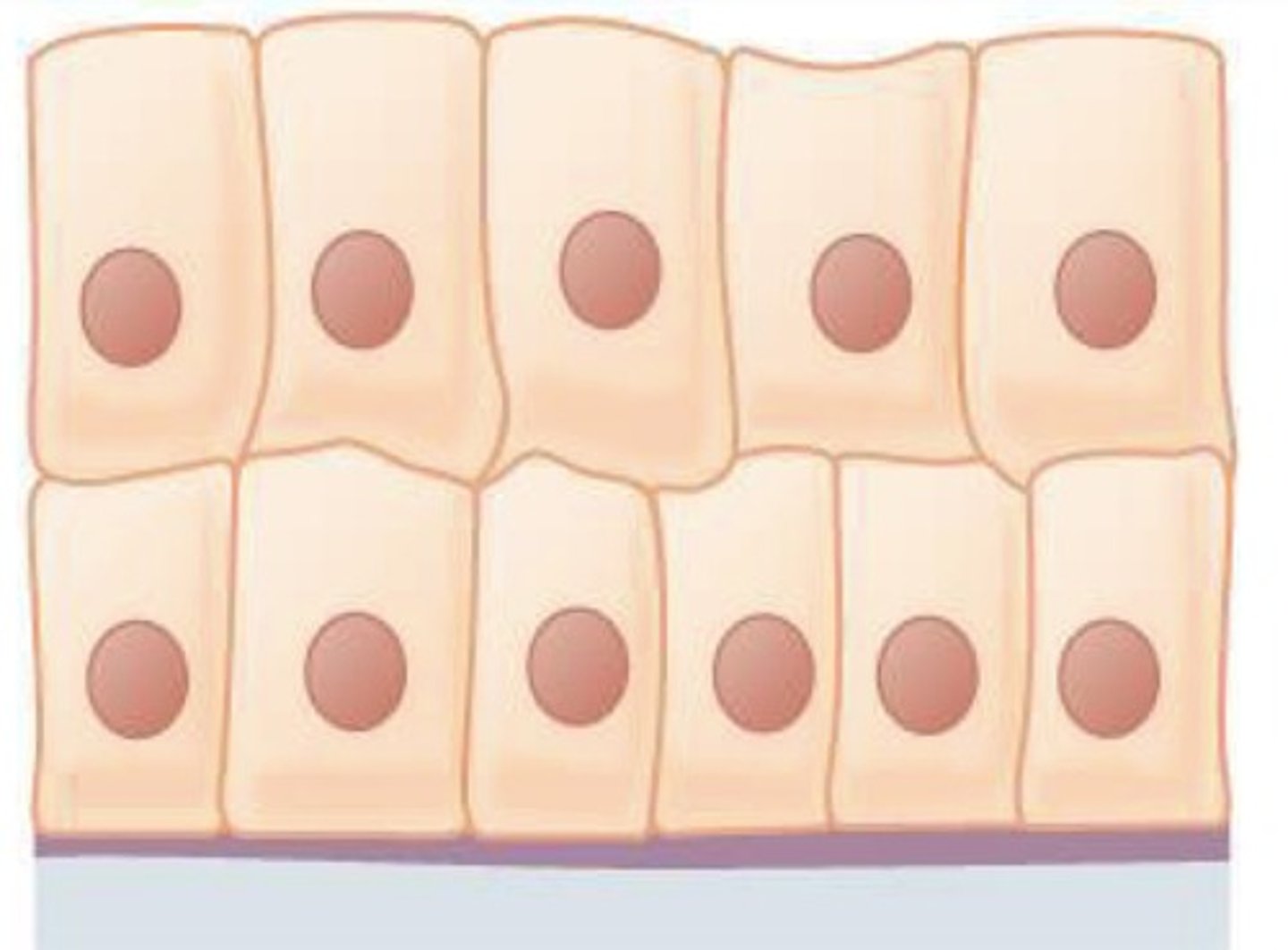 <p>What epithelial tissue is this?</p>