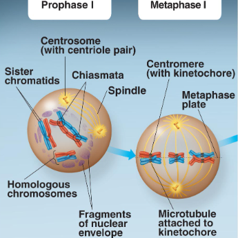 <p>Chromosomes condense, homologus chromosomes pair up (synapsis), non-sister chromatids exhange DNA segments (crossing over)</p>