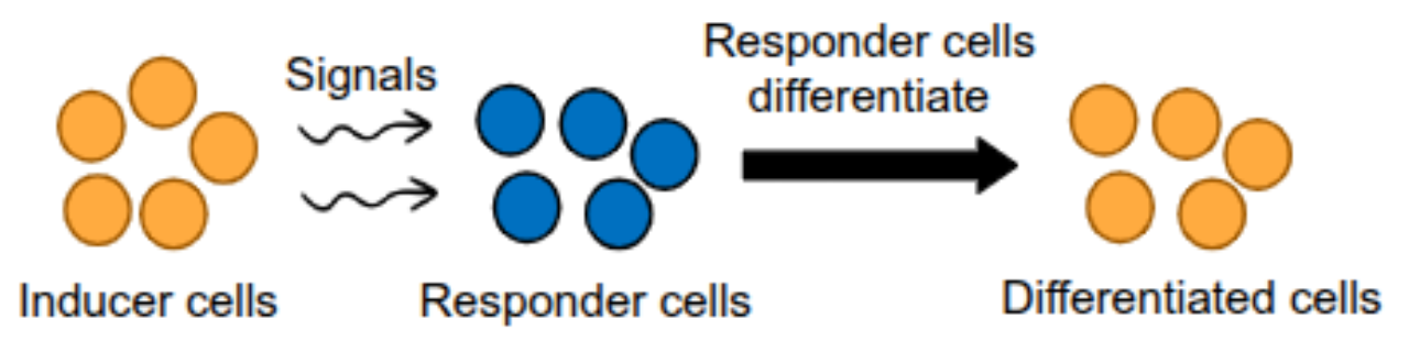 <p>cell to cell signals in early development that cause a change in gene expression in nearby cells</p><p>one group of cells (inducers) send inductive signals to another group of cells (responder cells) via cell-cell contact or paracrine signaling(unit 4)</p><p>triggers signal transduction pathway in the responder cells that activate transcription factors, which change gene expression</p><p>some inductive signals act as morphogen</p><p>the induction of transcription factors during early development (from both internal/external cues) will turn genes on/off</p><p>some genes may code for other transcription factors, which leads to sequential gene expression, ensuring the correct order and timing of development</p>