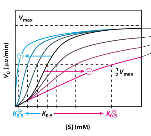 <p>+ / activators - s stimulates binding, dec k0.5 so takes less [s] to reach 1/2Vmax to “inc rxn vel at a fixed [substr] relative to no +am”, other kinds can inc Vmax w/o causing change in k0.5<br>- / deactivators - some kinds can dec Vmax w/o causing change in k0.5, some can inc k0.5 (inc amt of substr needed to reach ½Vmax) w/o changing Vmax, makes less [pdct] at similar [s], “dec rxn vel at fixed [substr[ relative to no -am”<br>curves more sigmoidal (+ - like r curve, - - more flat)</p>