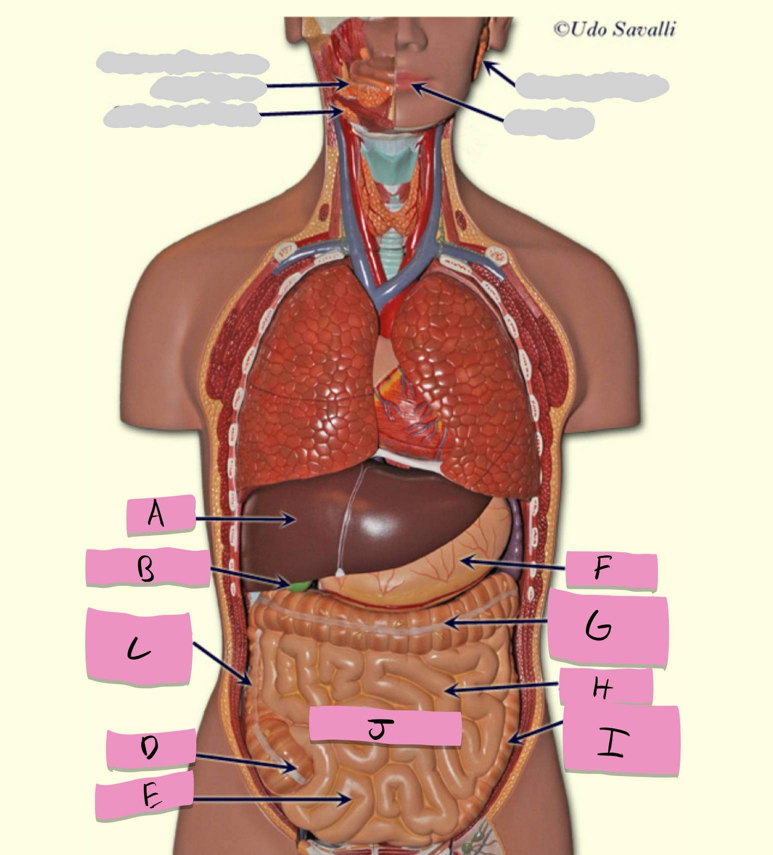 <p>produces bile</p>