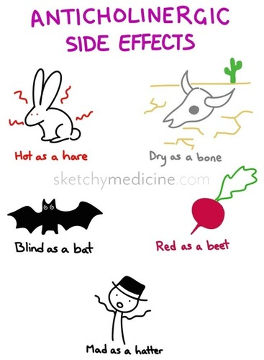 <p>Mad as a hatter (confusion or disorientation due to CNS effects on the hypothalamus - rapid pulse), dry as a bone, hot as a hare, red as a beet, blind as a bat</p>