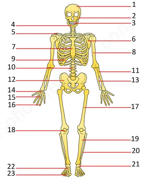 <p>Identify the zygomatic process and the mandible (in that order).</p>
