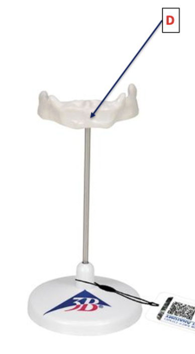 <p>Identify this bone!</p>