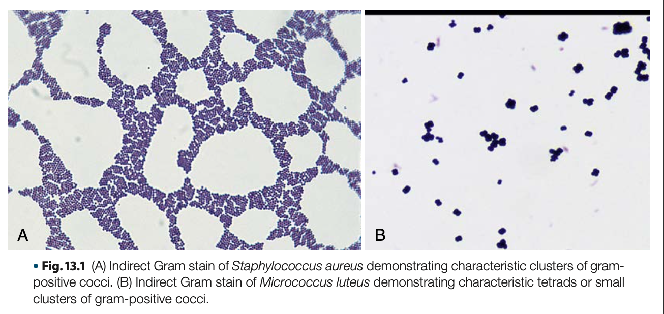 <p>Staphylococcus aureus is a <strong>facultative anaerobe</strong></p>