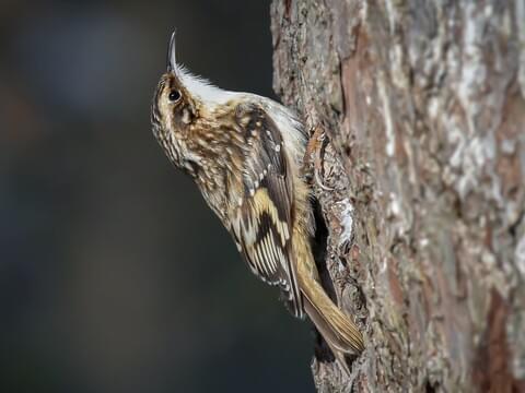 <p>Brown Creeper</p>