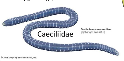 <p>cecilias</p>