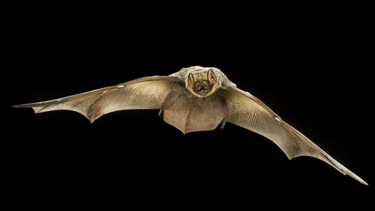 <p>20 - 35g, furred plagiopatagium, propatagium, and uropatagium. Honey color “collar”, silver top coat and dark grey undercoat. General Forearm 42 - 59mm.</p>