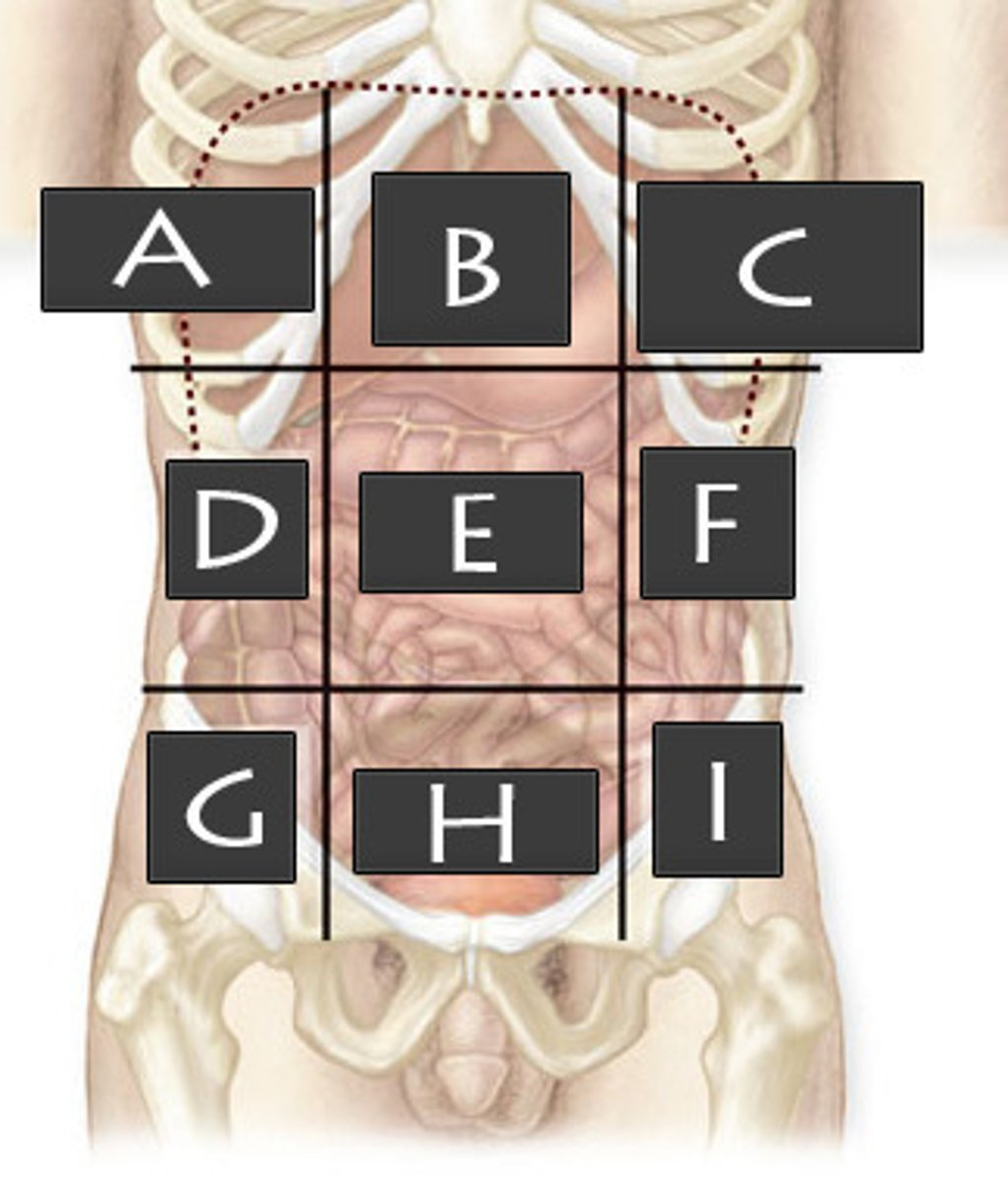 <p>What abdominopelvic region is D?</p>