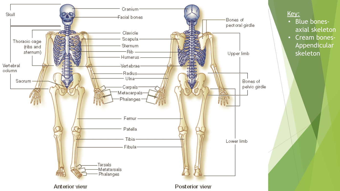 the adult skeleton consists of 206 bones grouped into two divisions; the axial skeleton and the appendicular skeleton