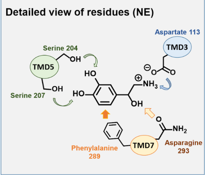 <p>Serine interacts with the catechol</p><p>Aspartate interacts with the amine via charges</p><p>Asparagine interacts with OH</p><p>Phenylalanine interactions with the aromatic ring</p>