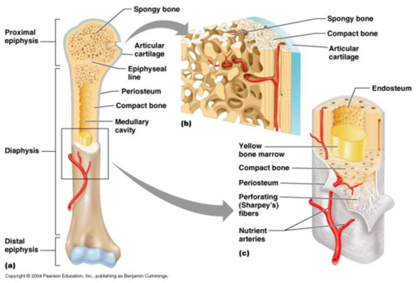 <p>Bones grow according to the stresses placed upon them.</p>