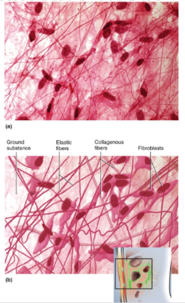 <p>Loose arrangement of collagenous and elastic fibers, scattered cells of various types; abundant ground substance, numerous blood vessels</p>