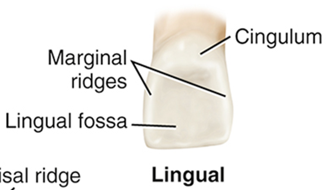 <p><span>•</span><span style="font-family: "Trebuchet MS";">All anterior teeth have a cingulum, a rounded, raised area on the cervical third of the lingual surface</span></p><p><span>•</span><span style="font-family: "Trebuchet MS";">The cingulum corresponds to the lingual developmental lobe</span></p><p><span>•</span><span style="font-family: "Trebuchet MS";">The lingual surface on anterior teeth has rounded, raised borders on the mesial and distal surfaces called <em>marginal ridges</em></span></p><p><span>•</span><span style="font-family: "Trebuchet MS";">Some anterior teeth have a fossa, which is a wide, shallow depression on the lingual surfaces</span></p>