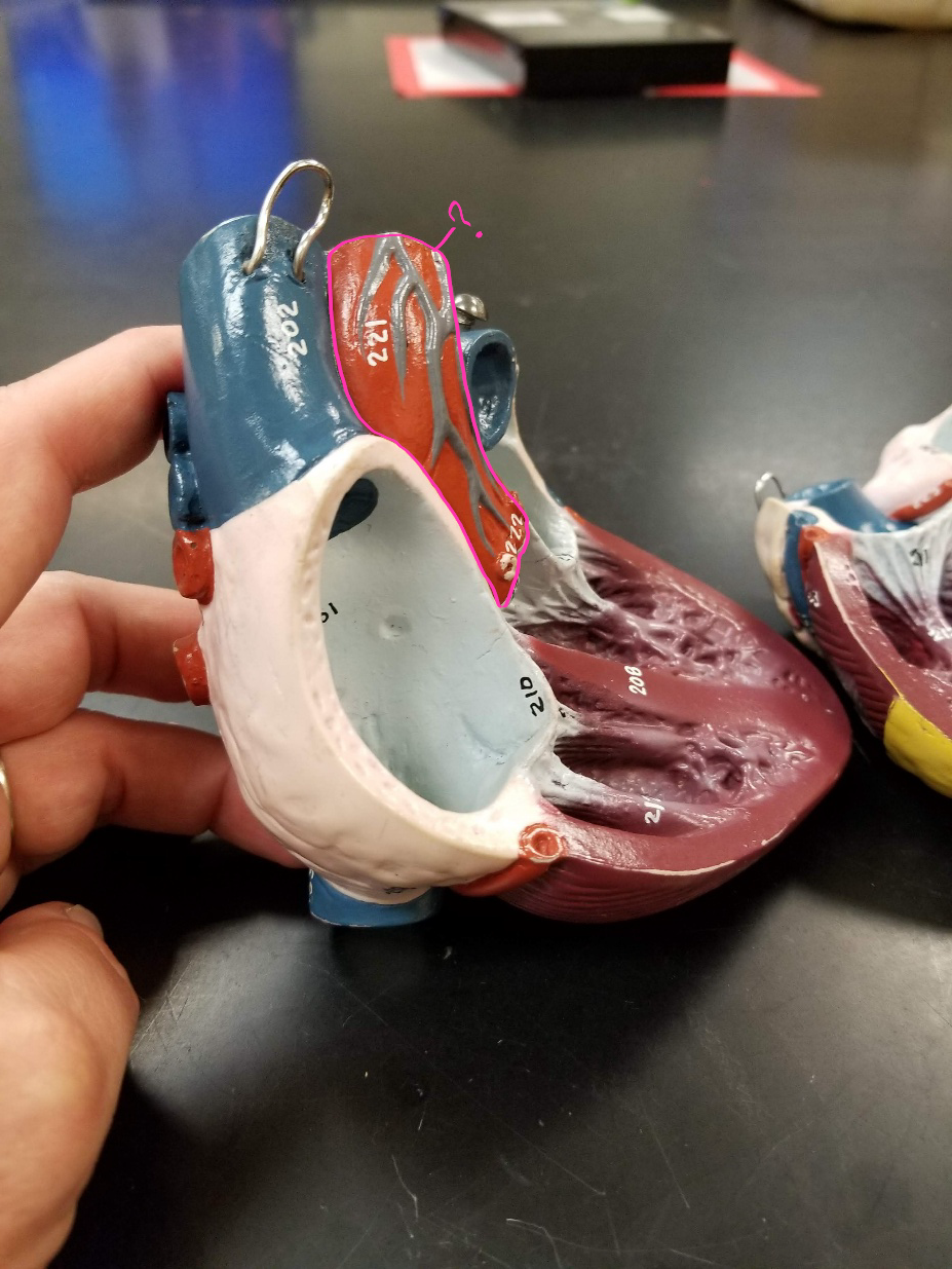 <p>what is outlined in pink? (<span>largest artery in the body)</span></p>