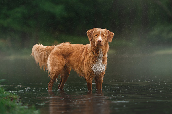 <p>Quel est ce chien</p>